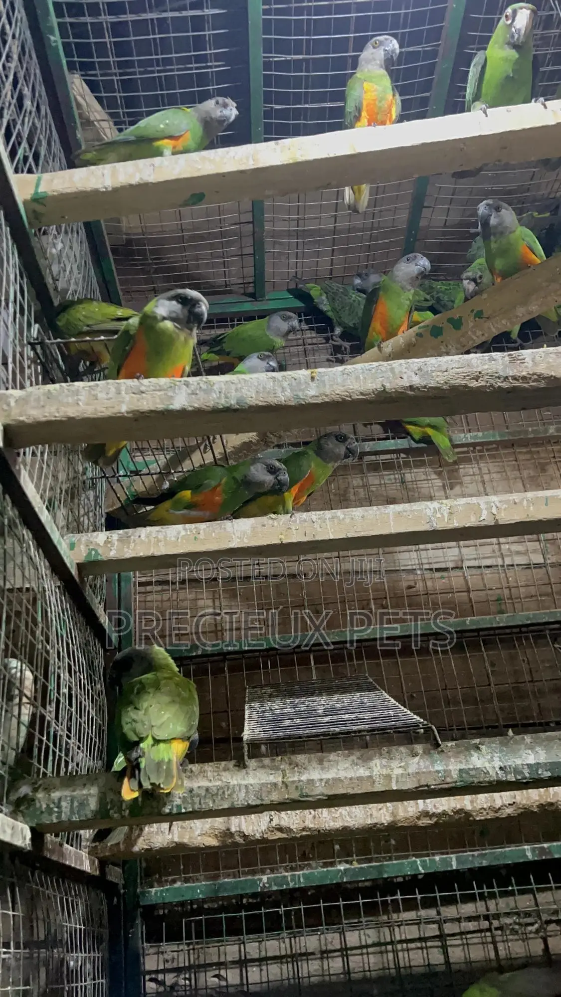 July Bonus on Sénégalais Talk Birds