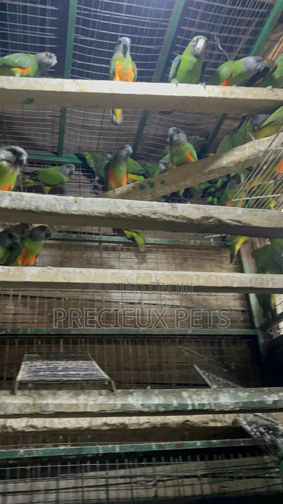 July Bonus on Sénégalais Talk Birds