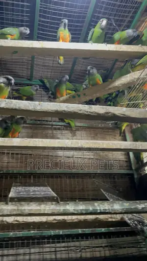 July Bonus on Sénégalais Talk Birds