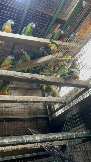 July Bonus on Sénégalais Talk Birds