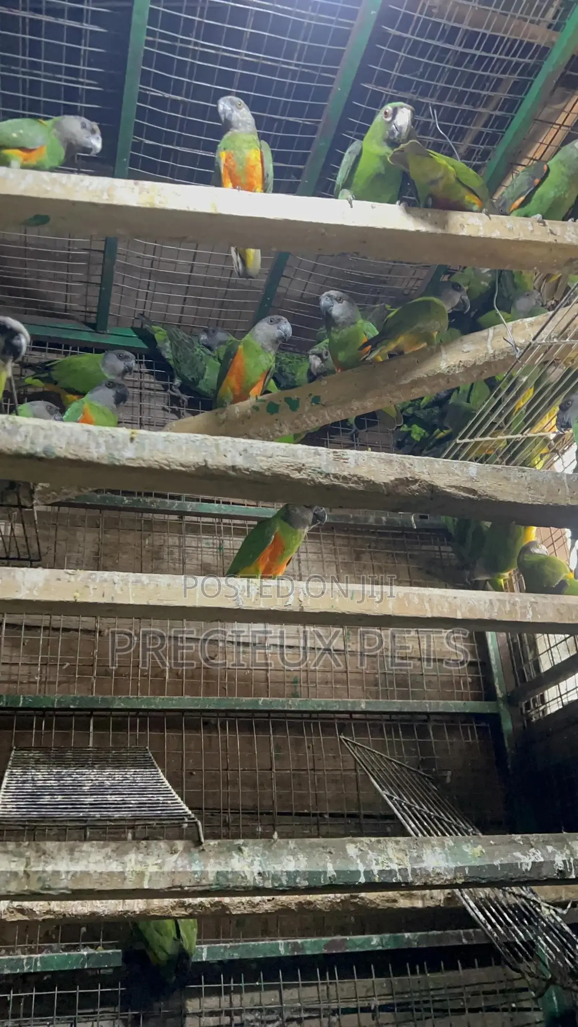 July Bonus on Sénégalais Talk Birds