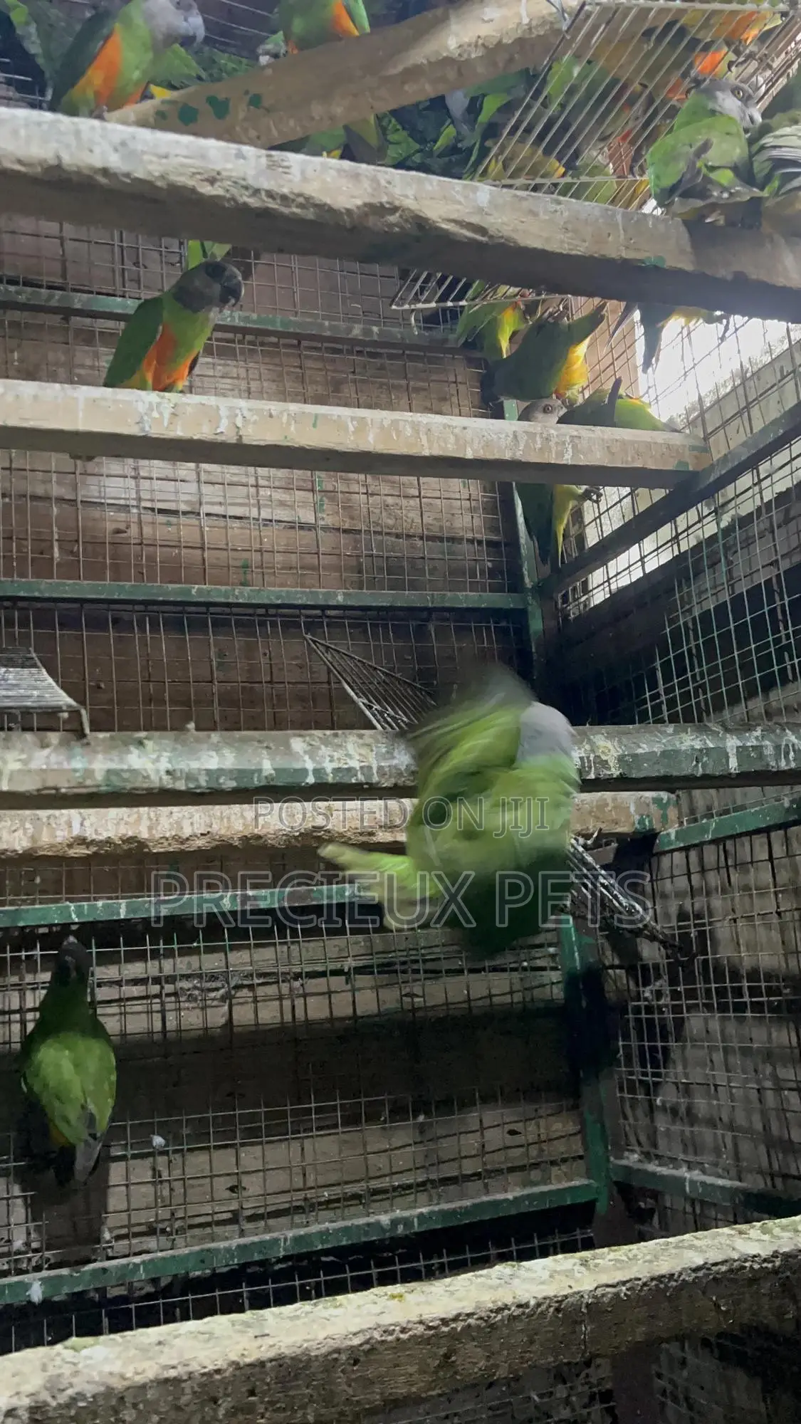July Bonus on Sénégalais Talk Birds