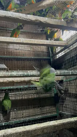 July Bonus on Sénégalais Talk Birds