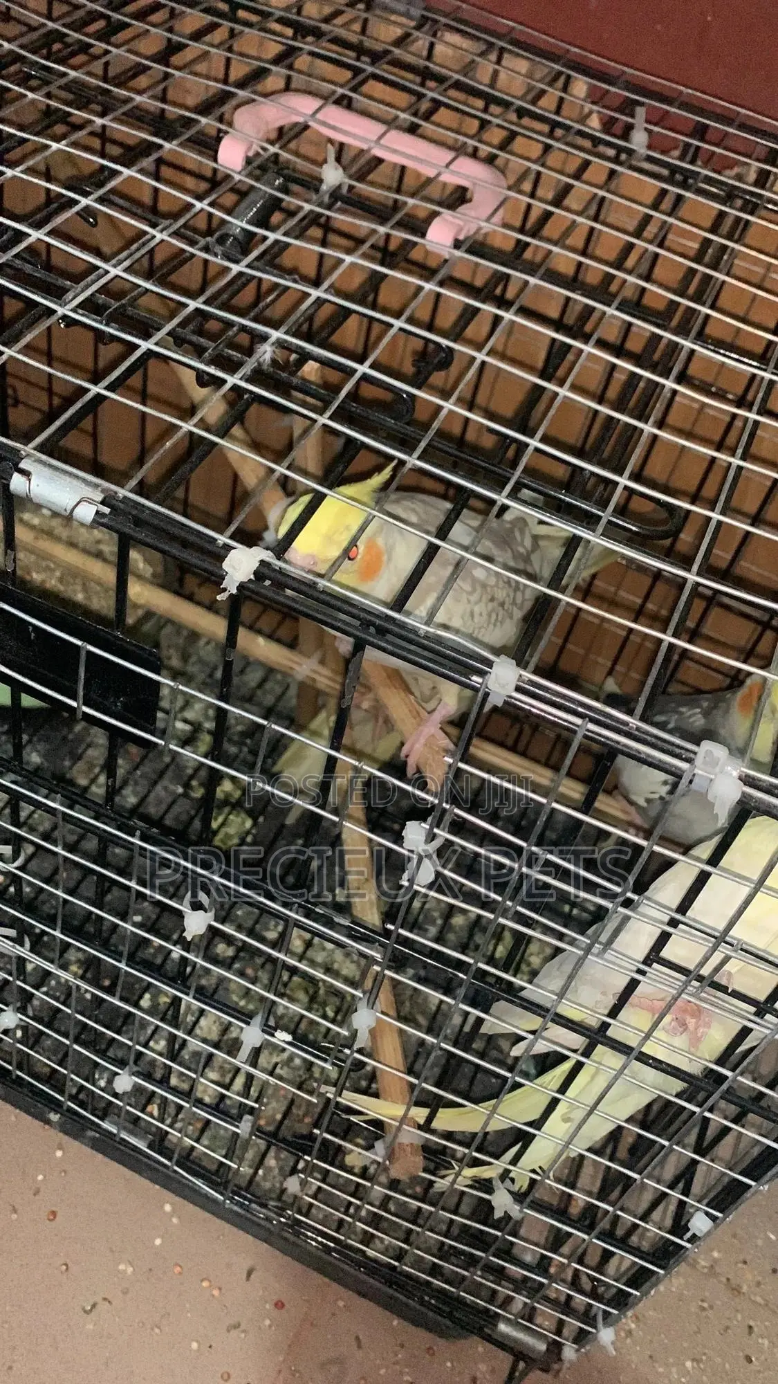 1 Single Cockatiel