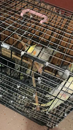 1 Single Cockatiel
