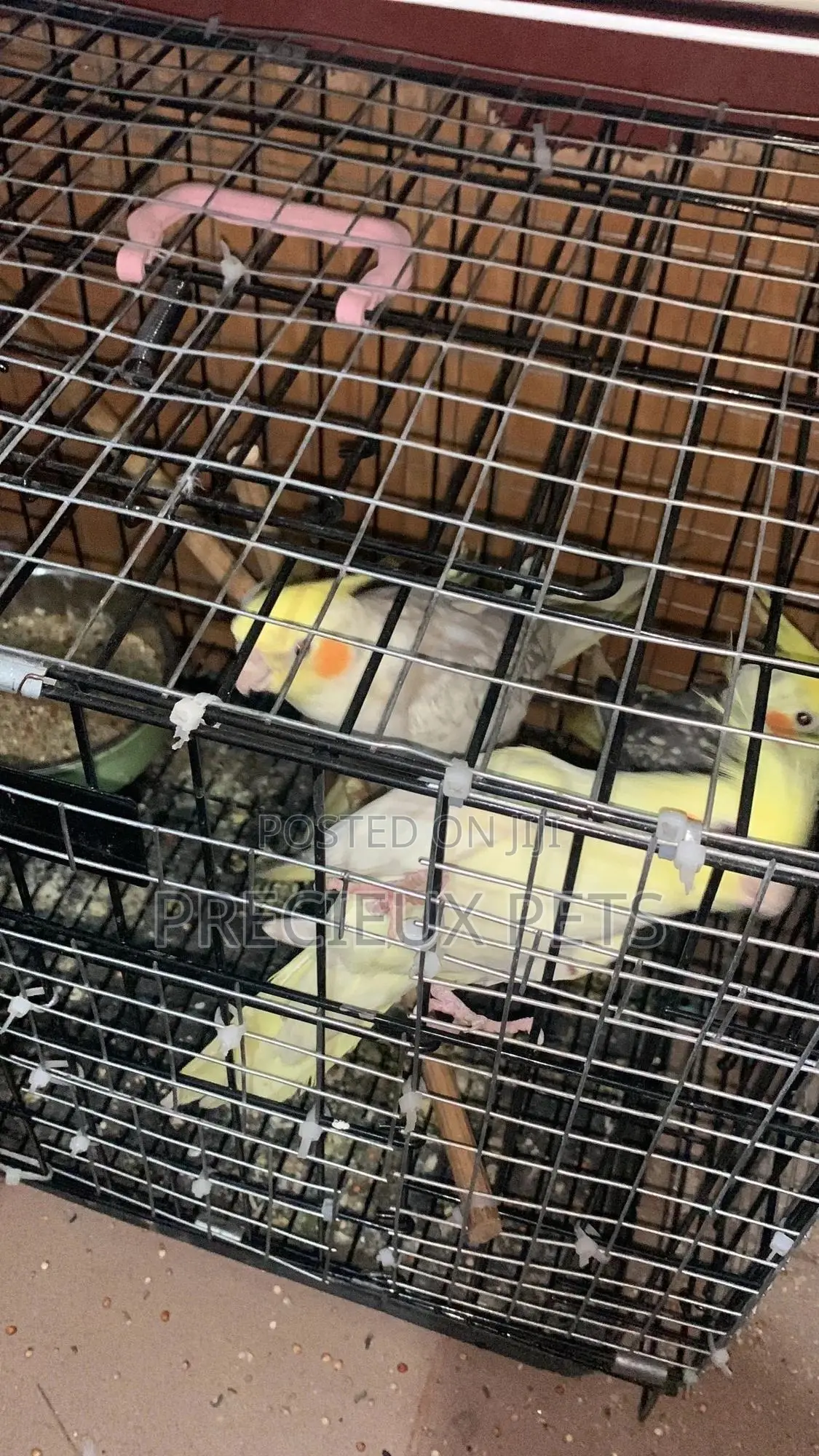 1 Single Cockatiel