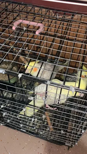 1 Single Cockatiel