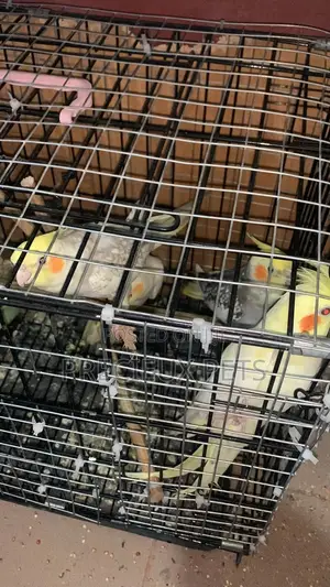 1 Single Cockatiel