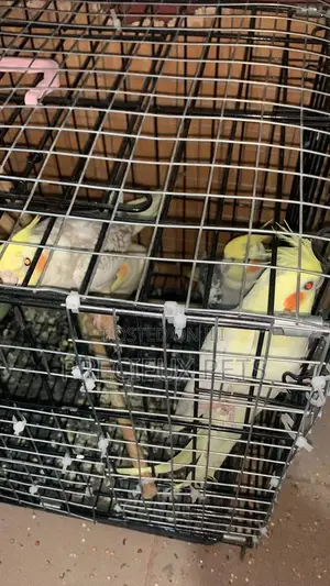 1 Single Cockatiel