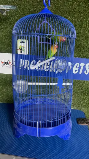 1 Pair of Fischer Lovebird and a Cage