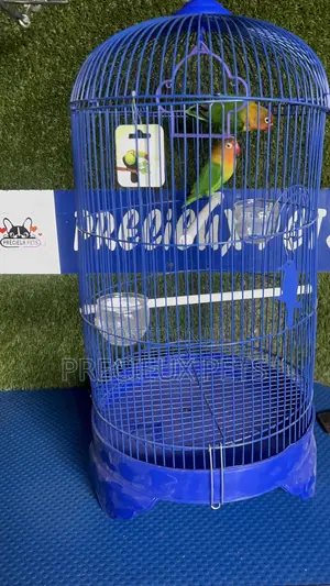 1 Pair of Fischer Lovebird and a Cage