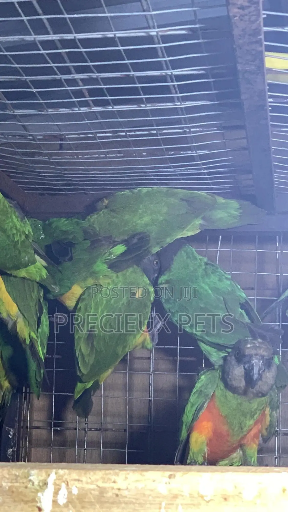 Domesticated Senegalese Parrot
