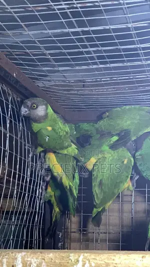 Domesticated Senegalese Parrot
