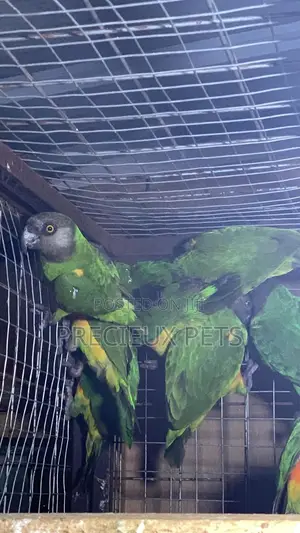 Domesticated Senegalese Parrot