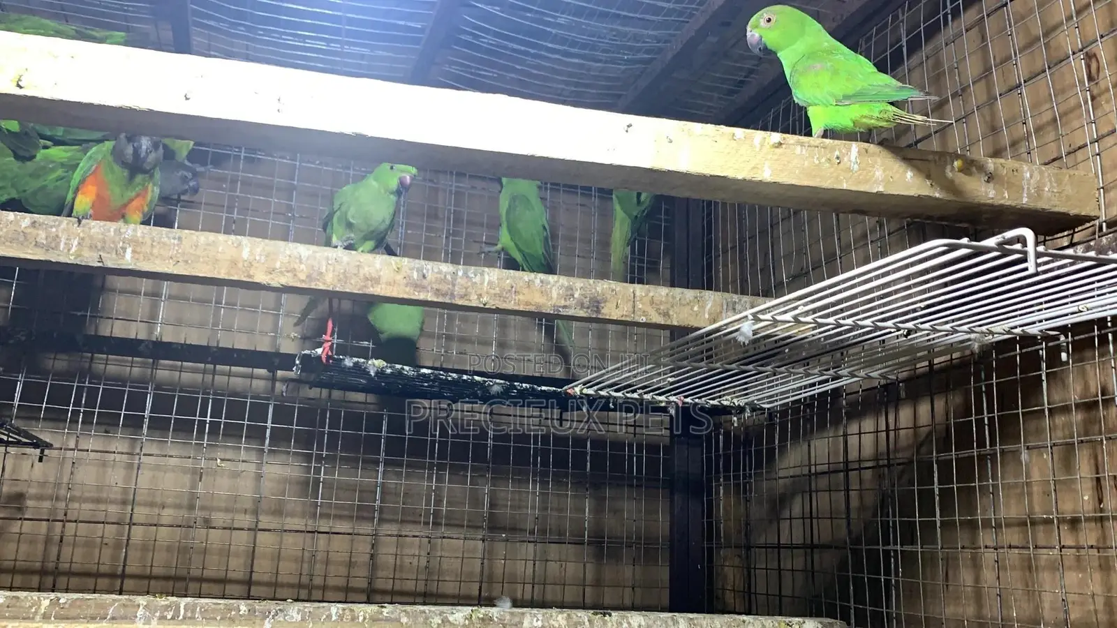 Domesticated Ringneck Parrot