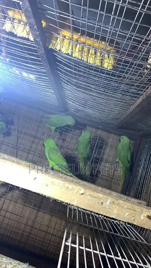 Domesticated Ringneck Parrot