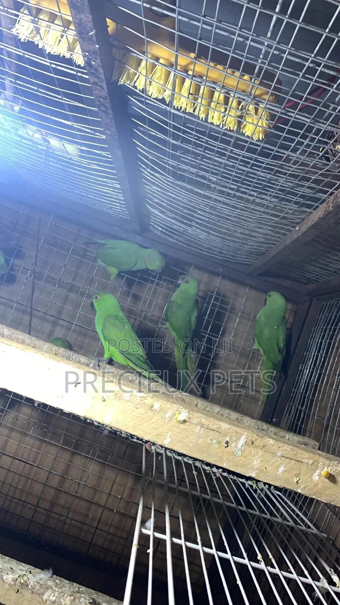 Domesticated Ringneck Parrot