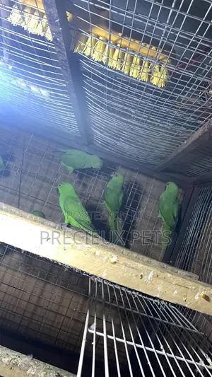 Domesticated Ringneck Parrot