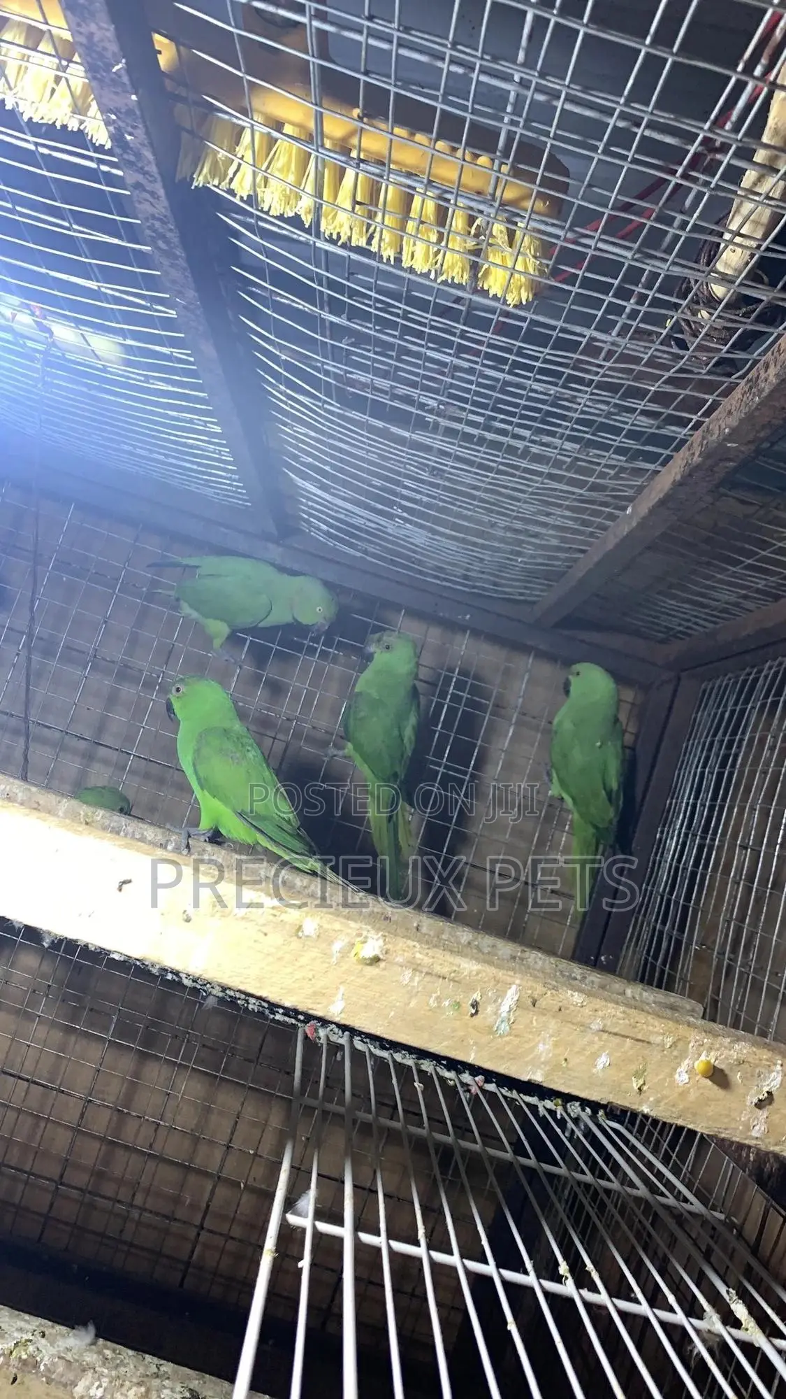 Domesticated Ringneck Parrot
