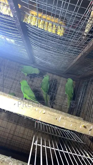 Domesticated Ringneck Parrot