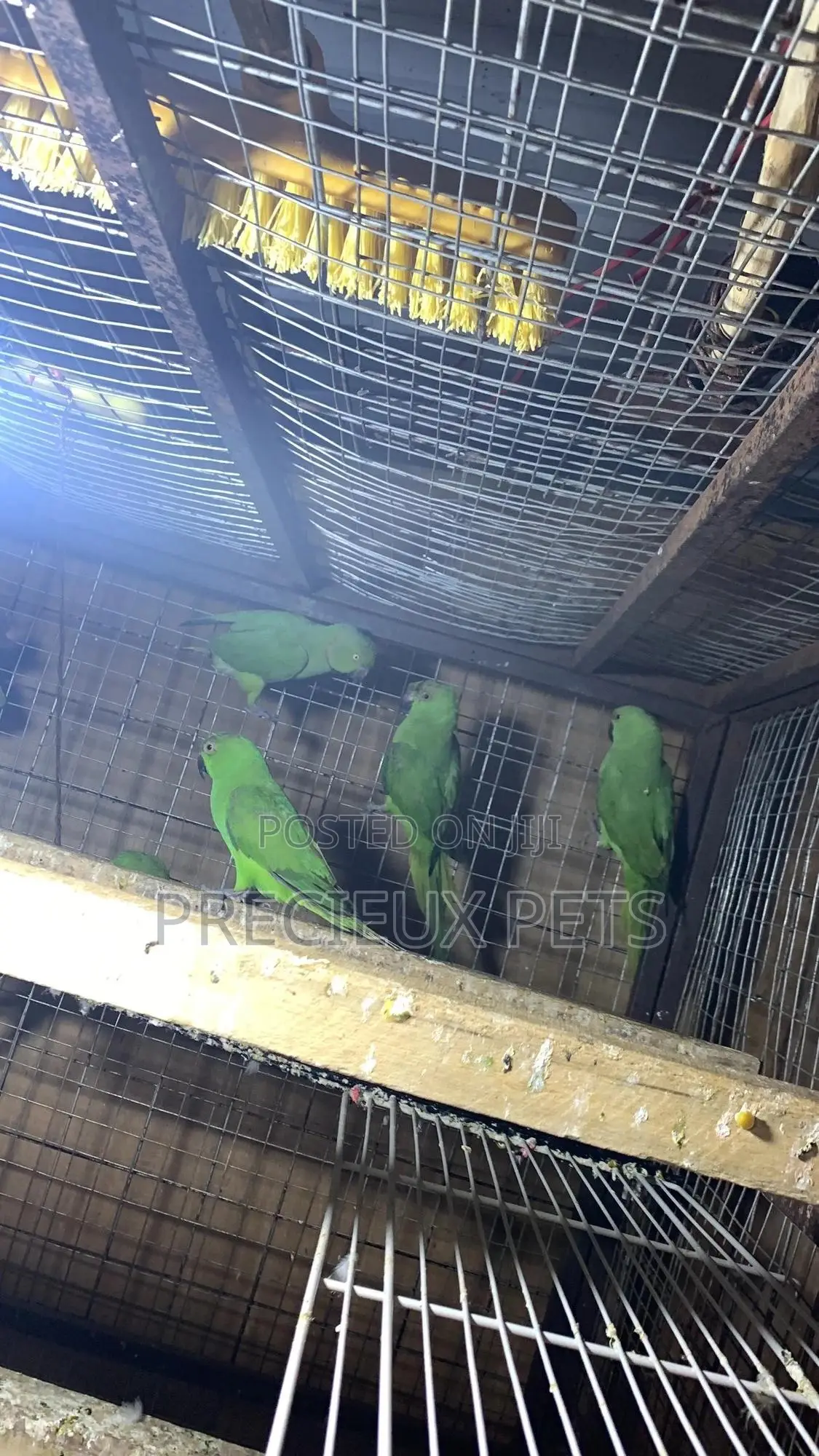 Domesticated Ringneck Parrot