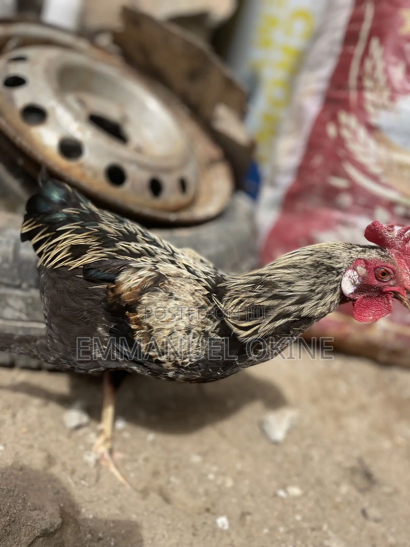 Healthy Local Fowl for Scale