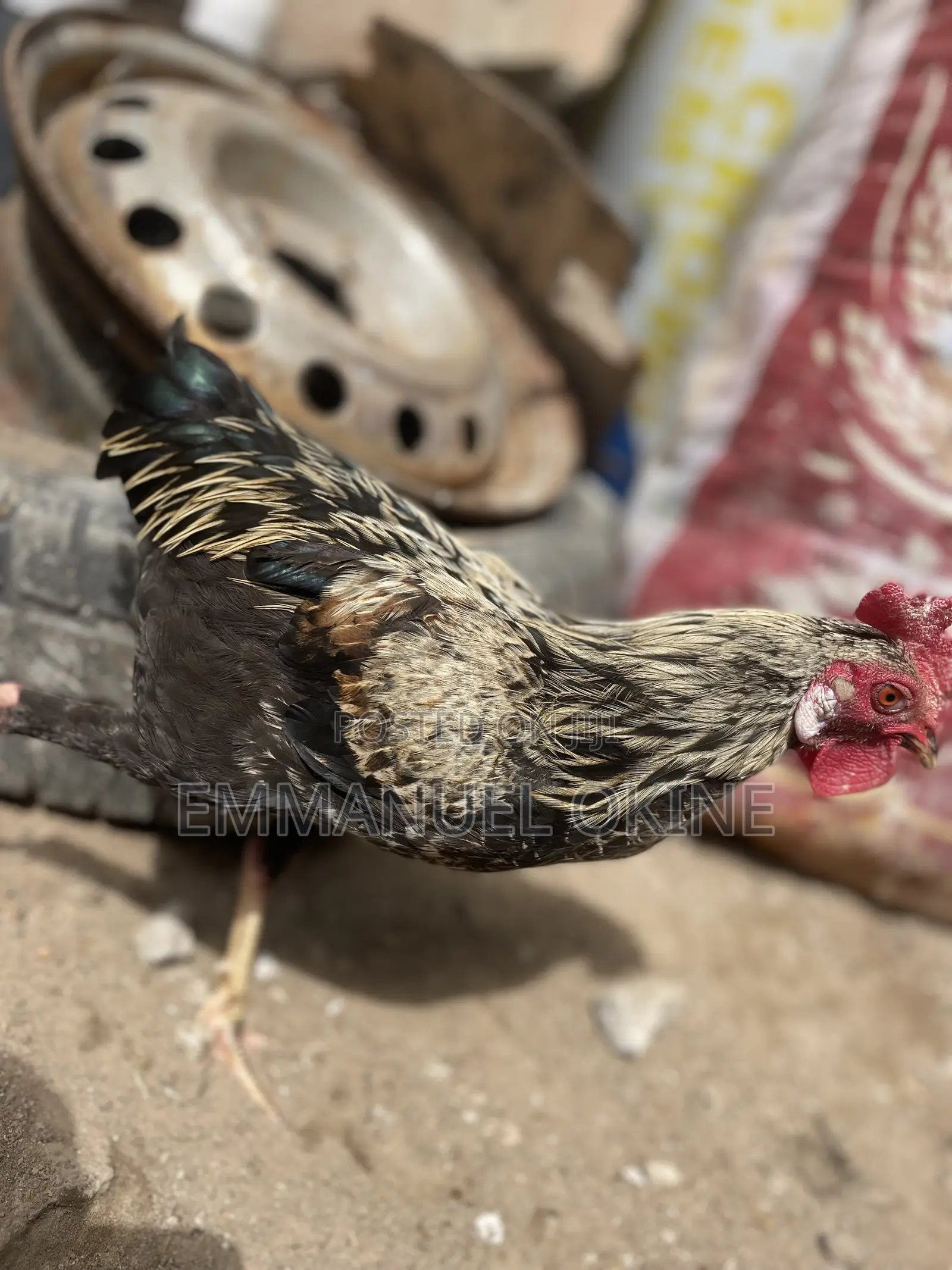 Healthy Local Fowl for Scale