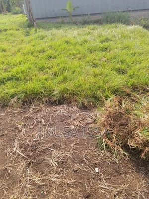 Flowers and Grasses