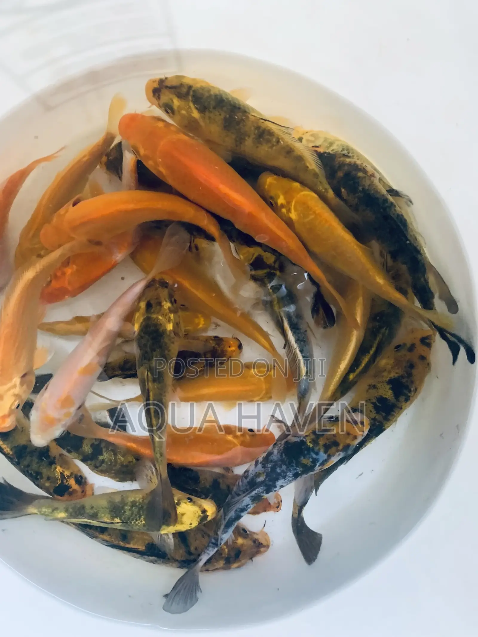 Koi Fishes