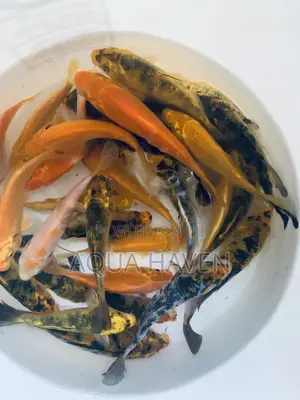 Koi Fishes
