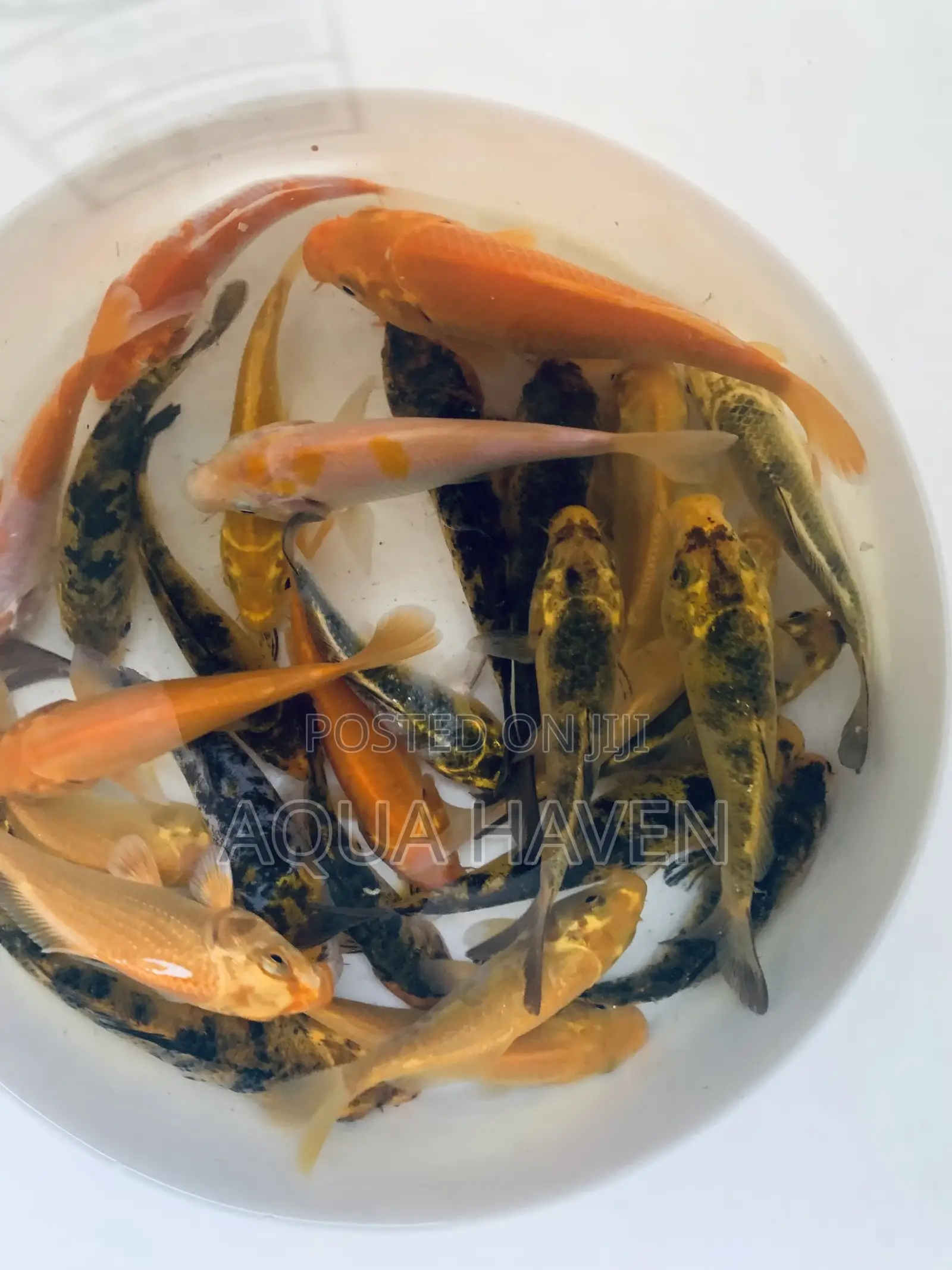 Koi Fishes