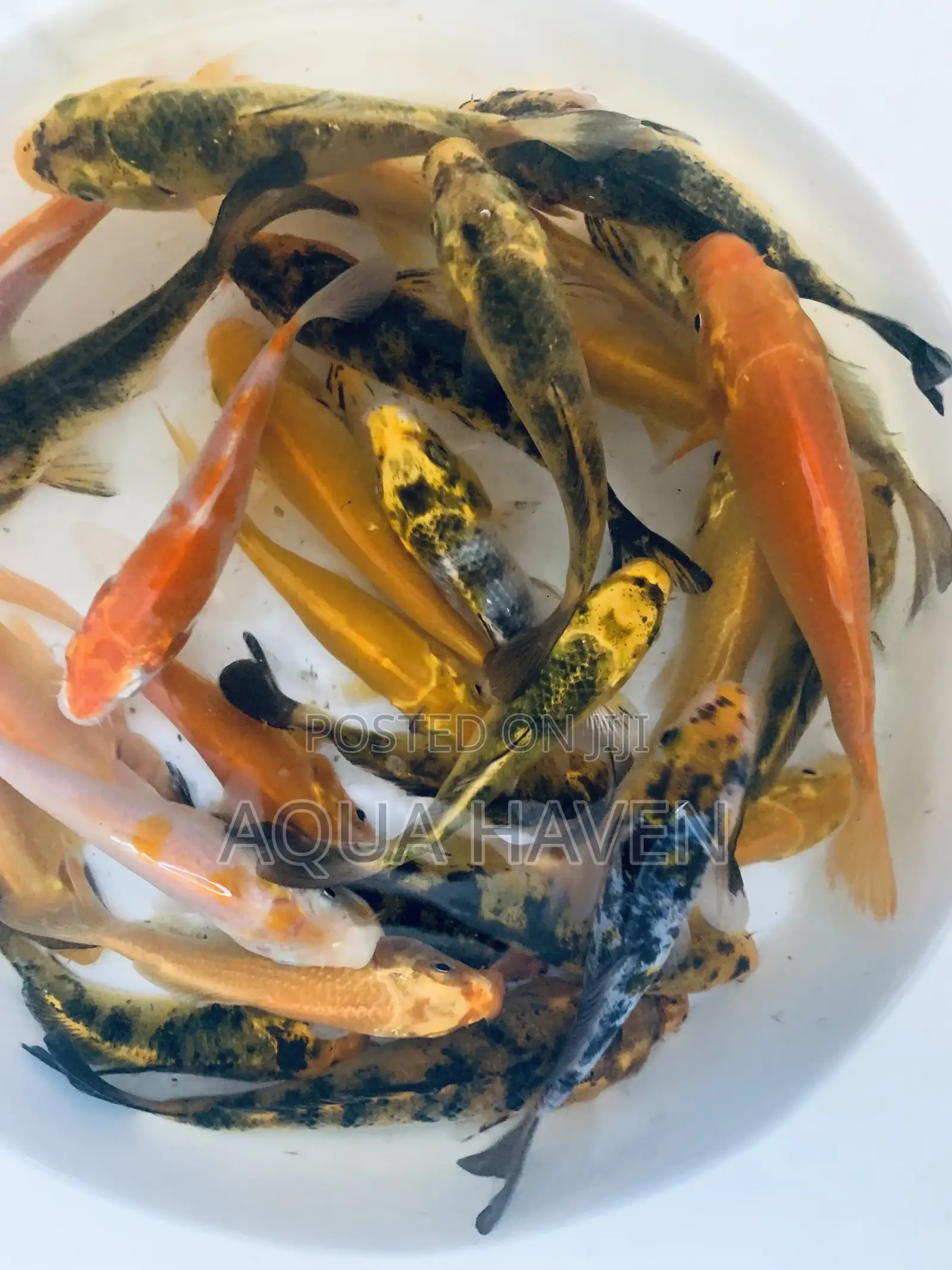 Koi Fishes