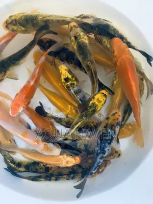 Koi Fishes