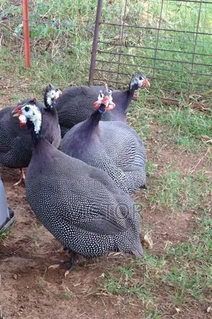 Healthy Guinea Fowl