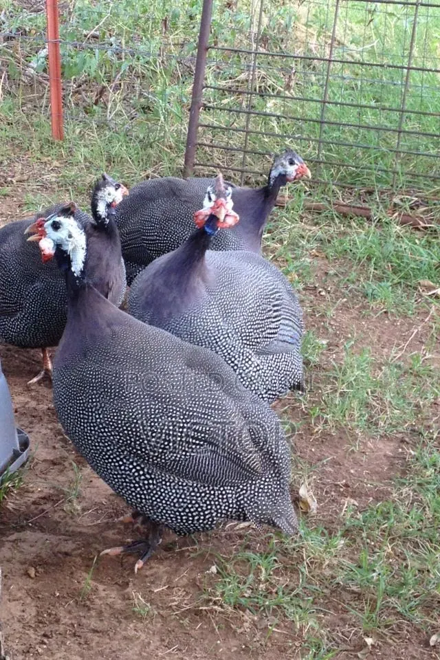 Healthy Guinea Fowl