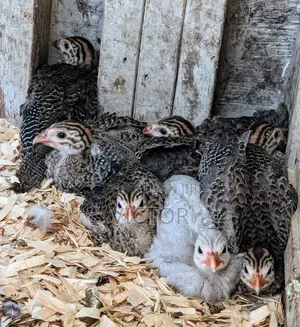 Healthy Guinea Fowl