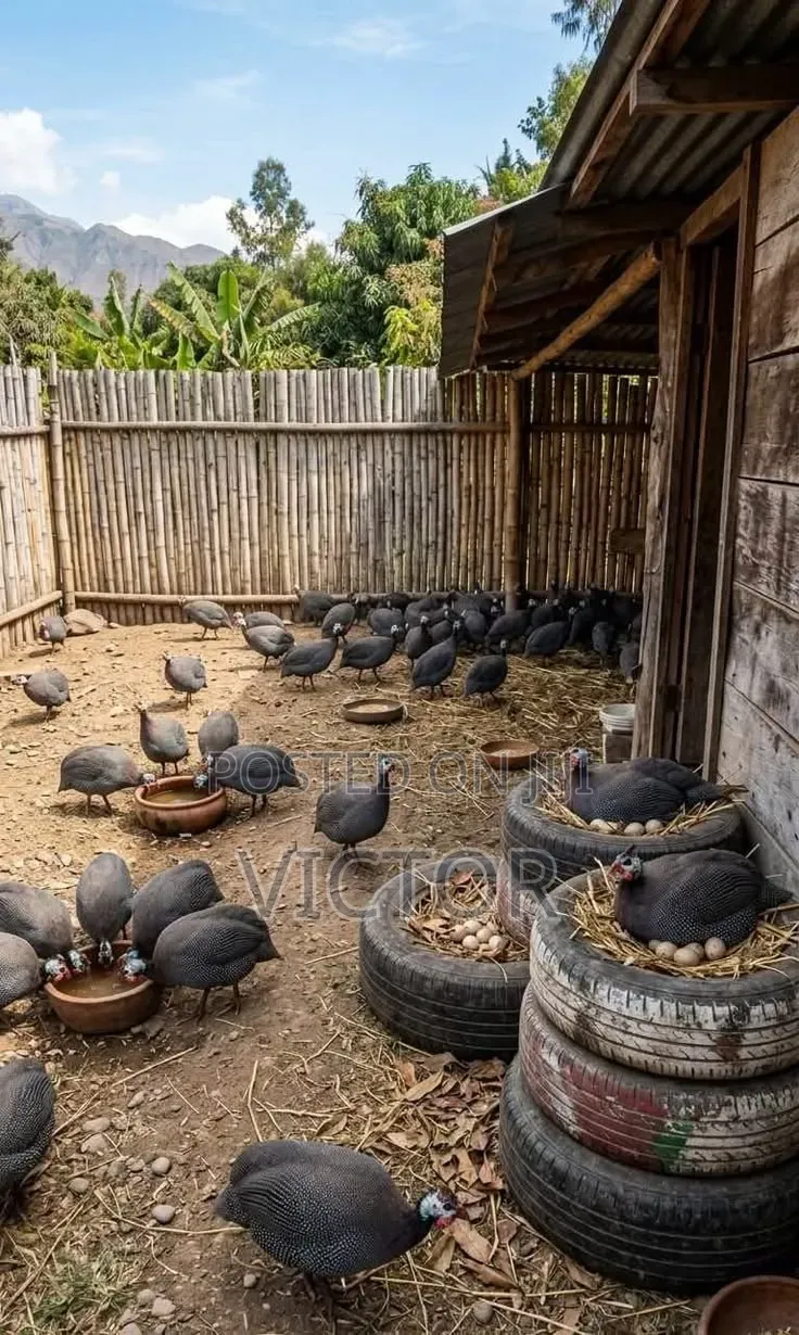 Guinea Fowl Eggs