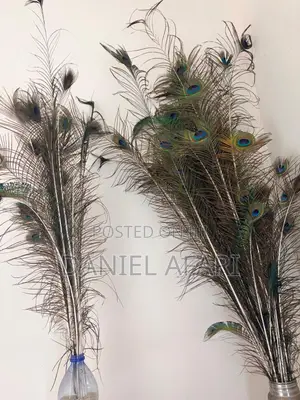 Peacock Feathers