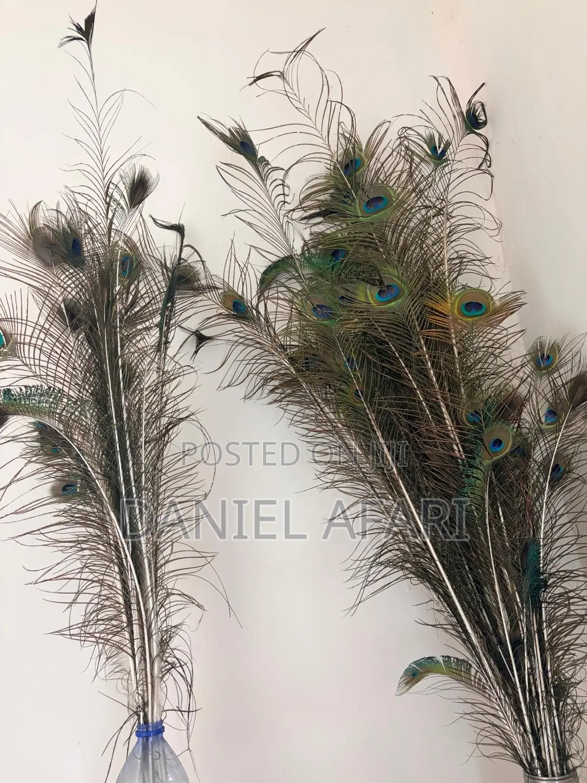 Peacock Feathers