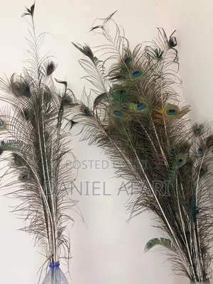 Peacock Feathers