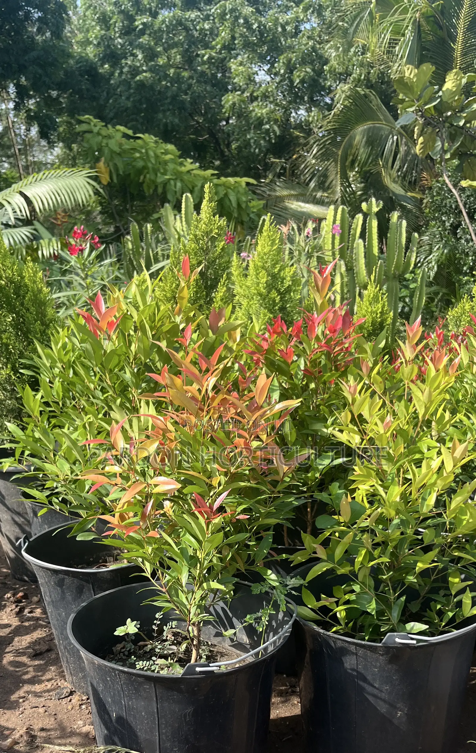 Pardon Horticulture