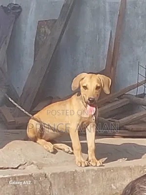 1-3 months Female Mixed Breed Boerboel