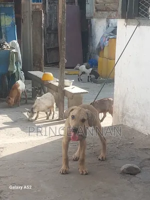1-3 months Female Mixed Breed Boerboel
