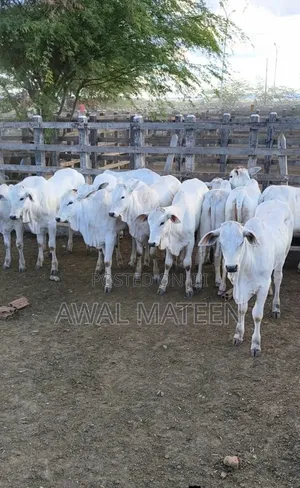 I Have Both Young and Old Cows for Affordable Price