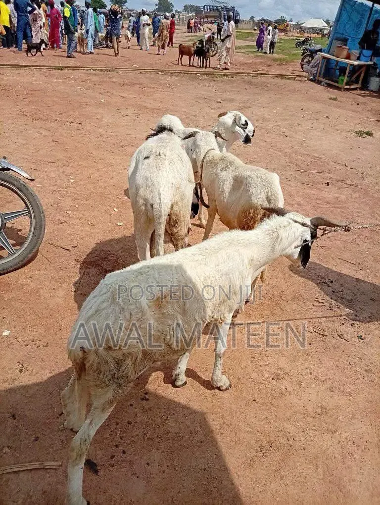 I Have Both Young and Old Sheeps for Affordable Price