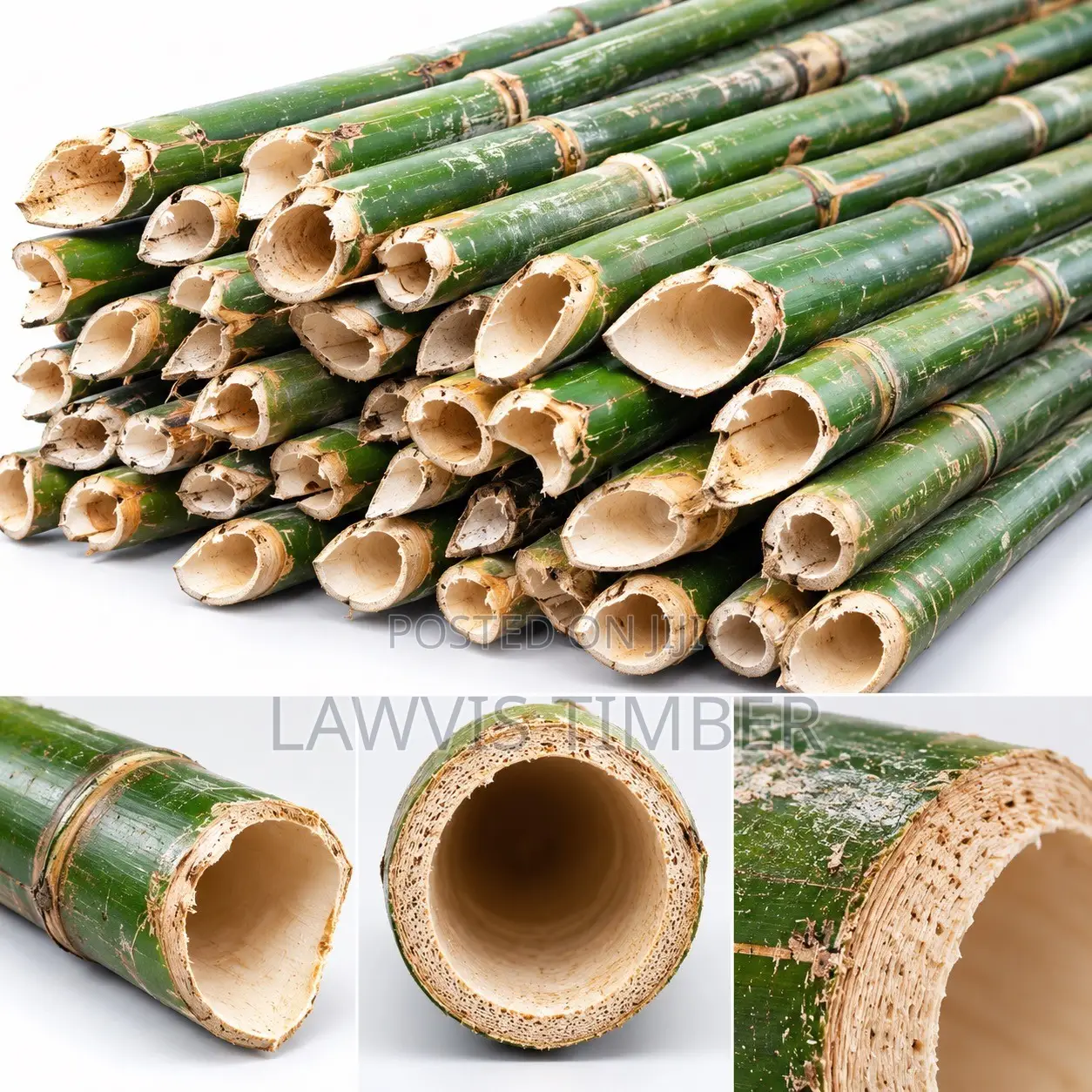 Bamboo ( Matured ) ( Payment on Delivery )