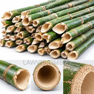 Bamboo ( Matured ) ( Payment on Delivery )