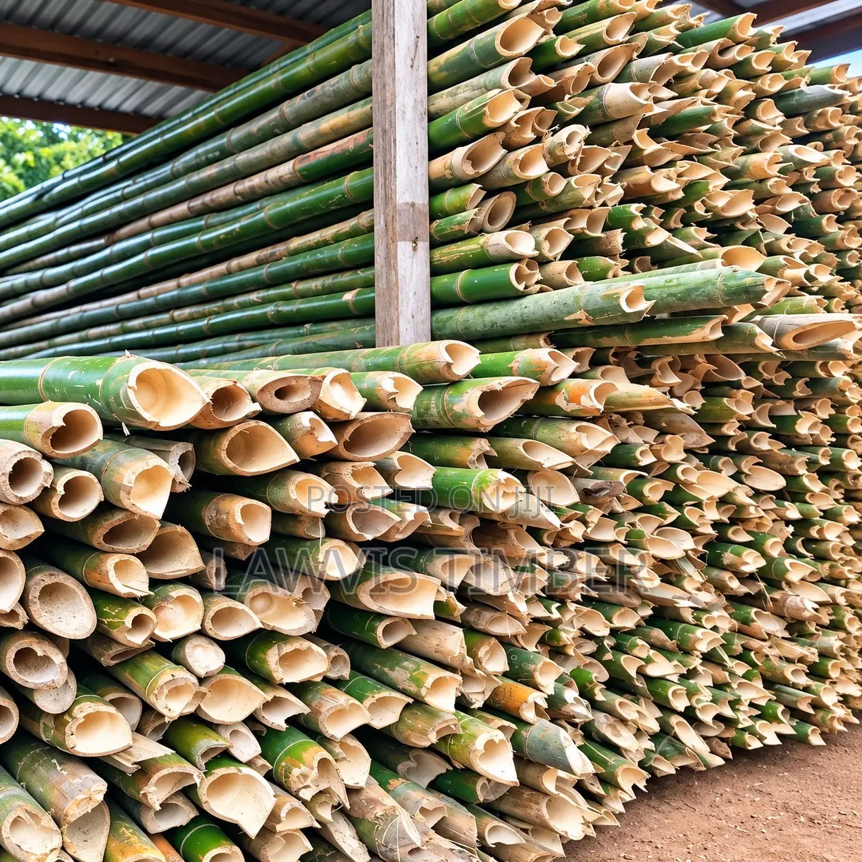 Bamboo ( Matured ) ( Payment on Delivery )
