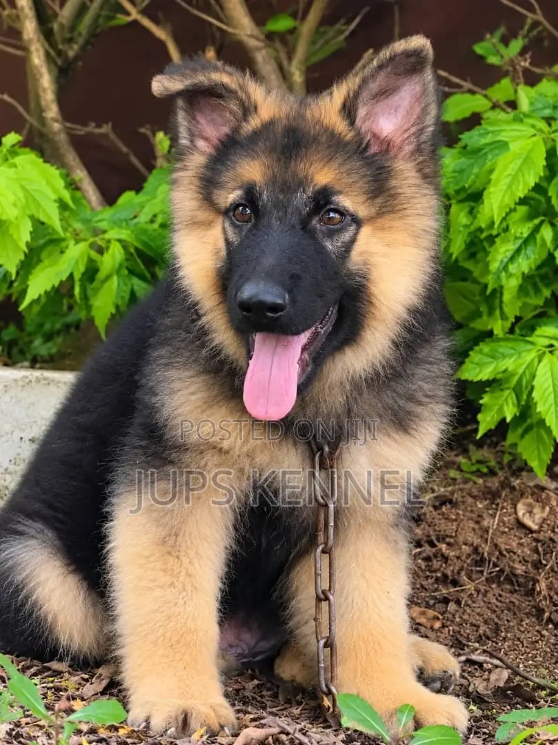 1-3 months Female Purebred German Shepherd