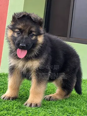 1-3 months Male Purebred German Shepherd